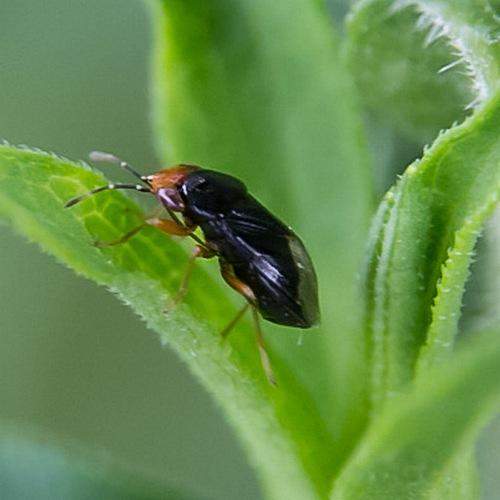 Geocoris erythrocephalus
